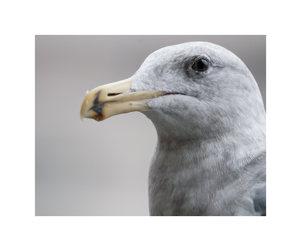 A gull regards me insolently.