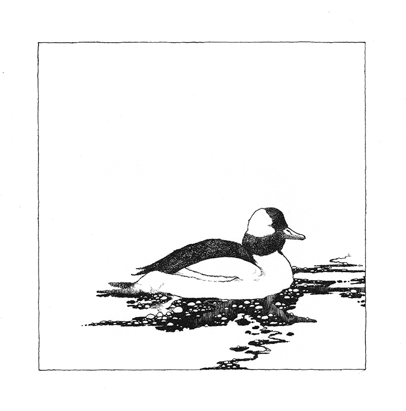 It's a bufflehead!