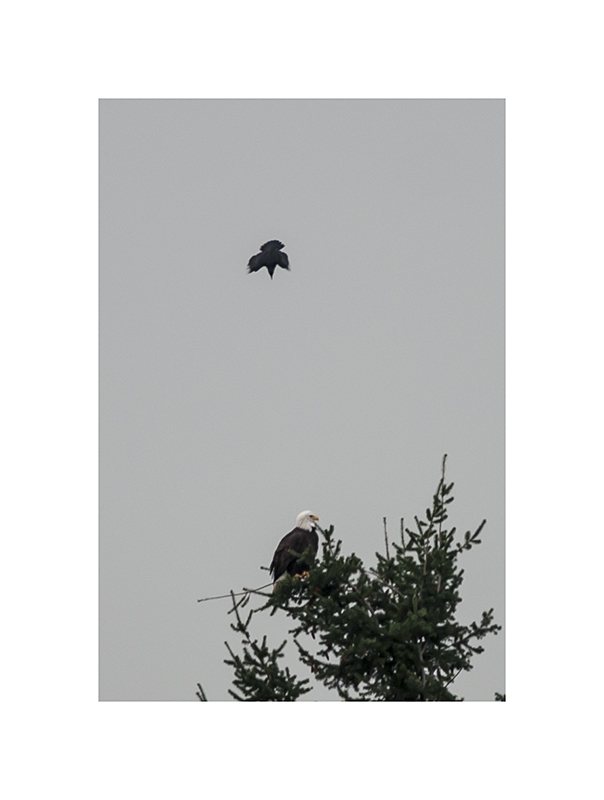 Again and again, the crows dropped from the sky, beak-first, like angry darts!