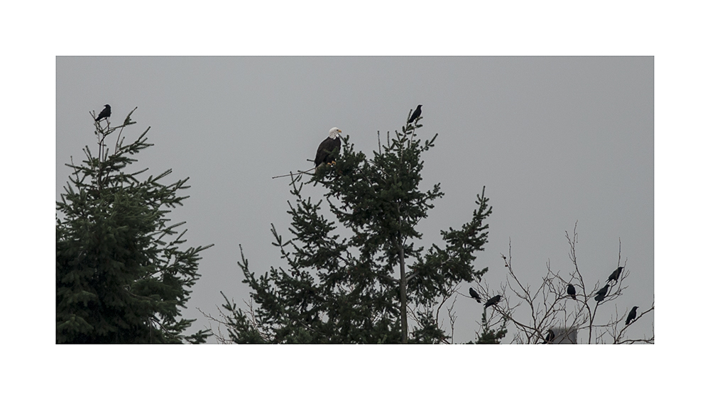 Every once in a while, the crows got tired, and sat down for a break.