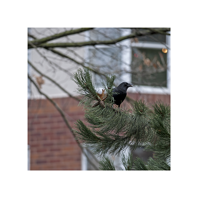 Crow on Moberly Road, eating something it plucked out of a pinecone.