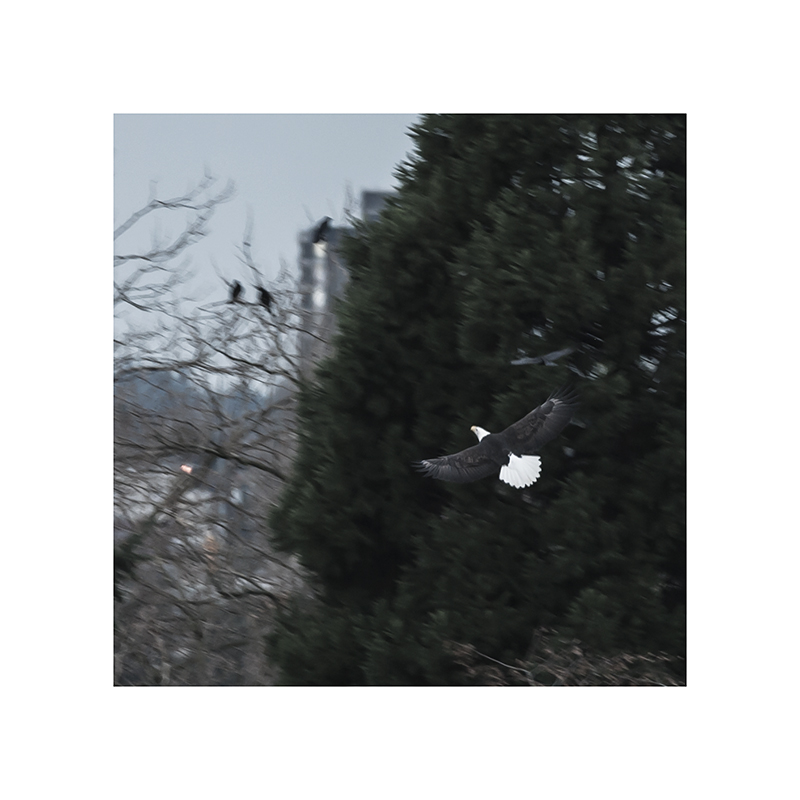 An eagle in flight, being harassed by crows