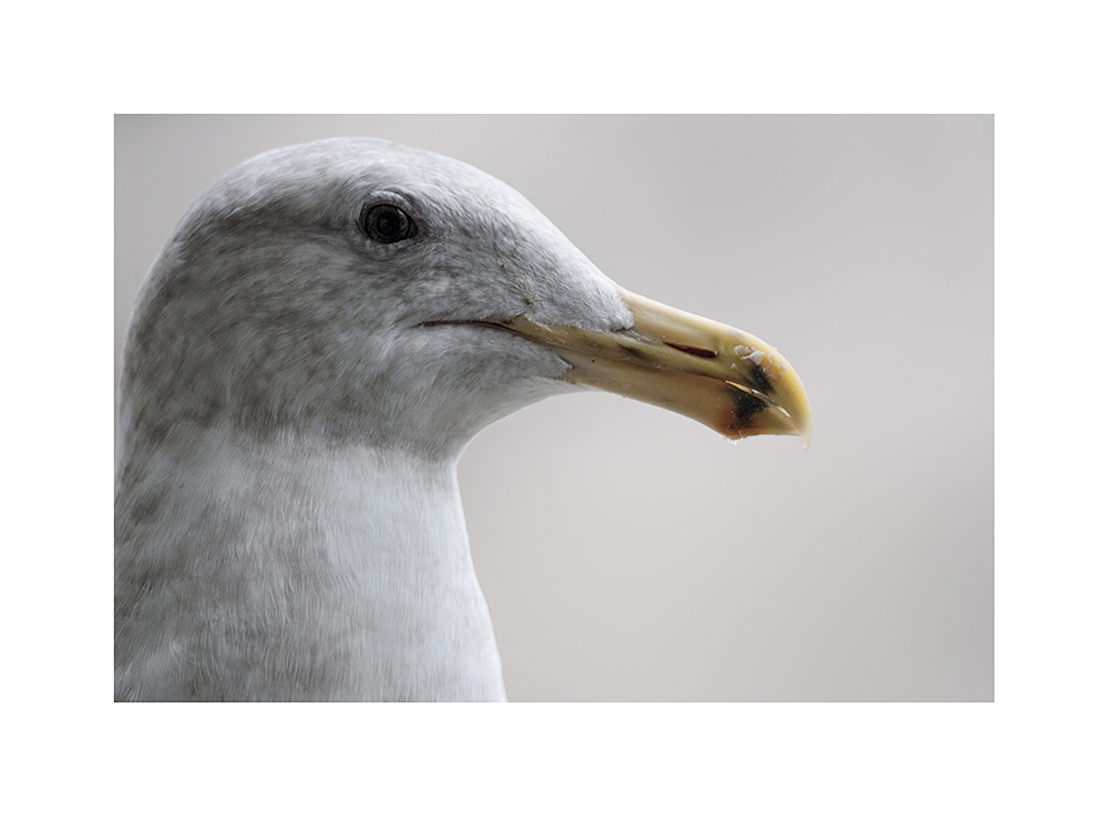 Its beak is smeared with stolen suet and sunflower heart bits.  Get off my feeder, gull!