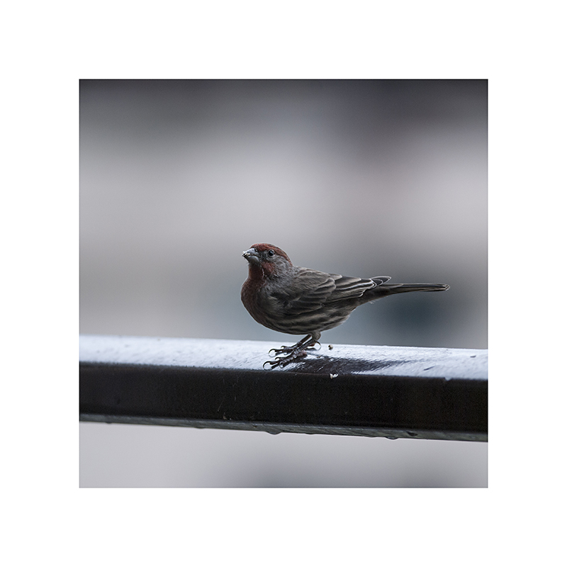 House finch, visiting my balcony