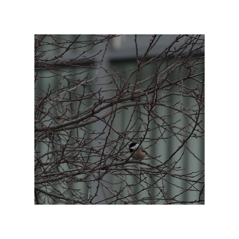 Really, chickadee?  That's where you stand?