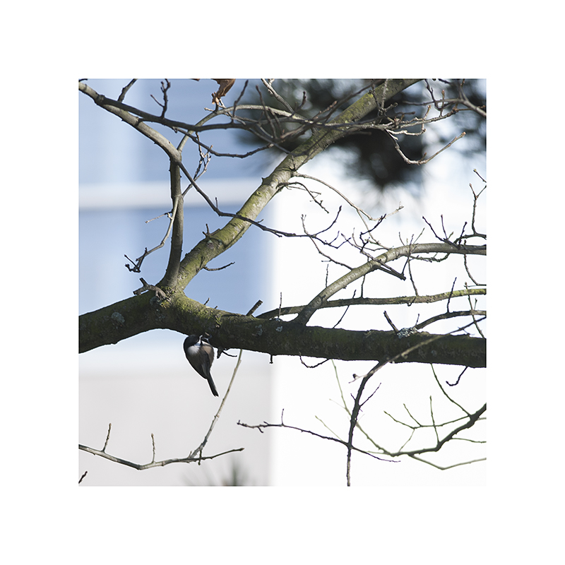 The second I slow the shutterspeed, to compensate for poor lighting, this chickadee flaps into a nice bright patch.  And thanks for THAT, also!