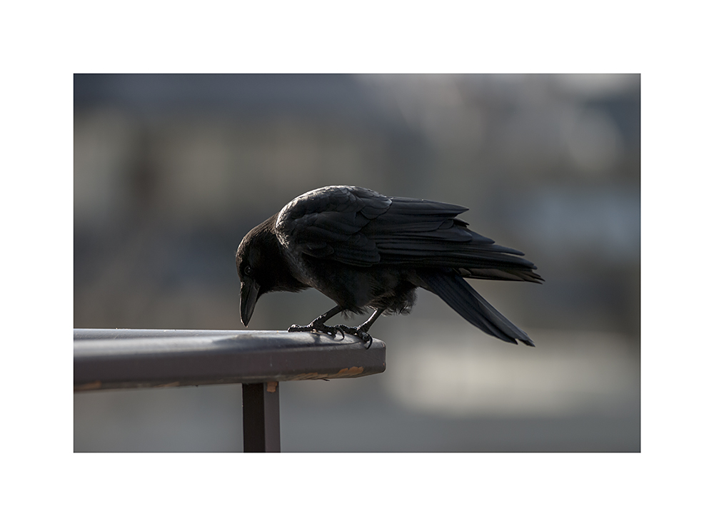 Not the same crow as befouled my balcony.  But I'm sure it'll be back later, to do that.