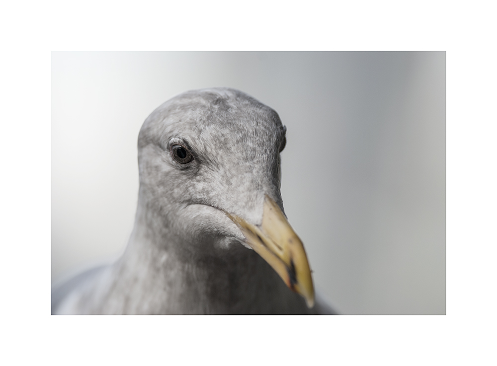 This shot has not been cropped.  The gull was really THAT close.  (Bear in mind that this was shot with a 300mm prime lens, so "that close" is probably around 3.5-4 ft.  It wasn't about to peck the glass, or anything.)