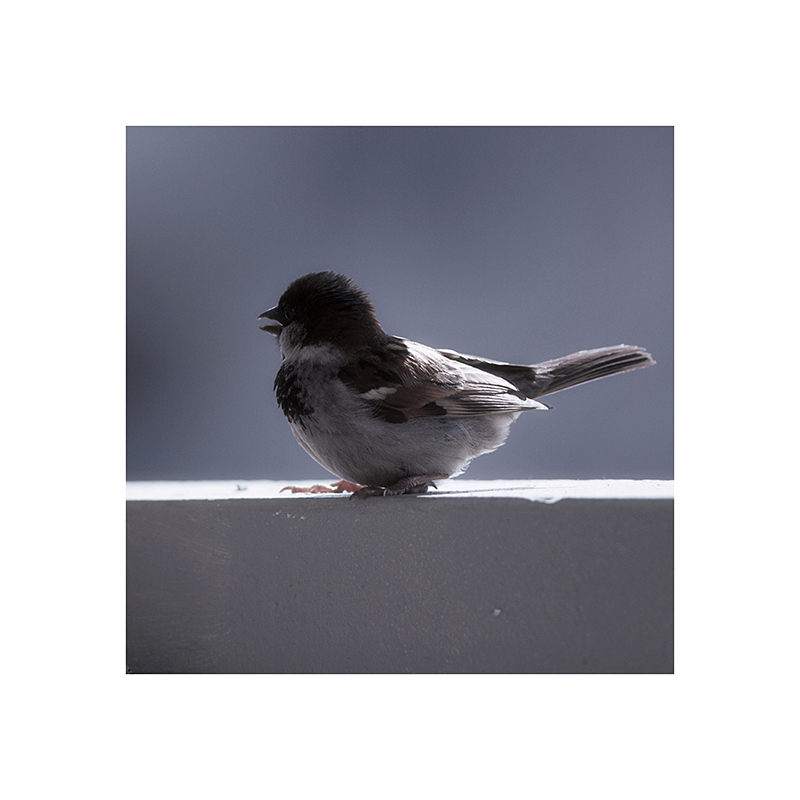 What, me?  A trash bird?