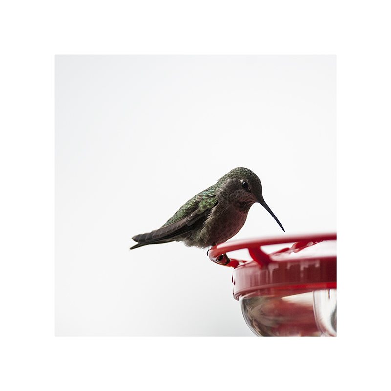 Check out the beak on that!  (I'm a little afraid of it, myself.)