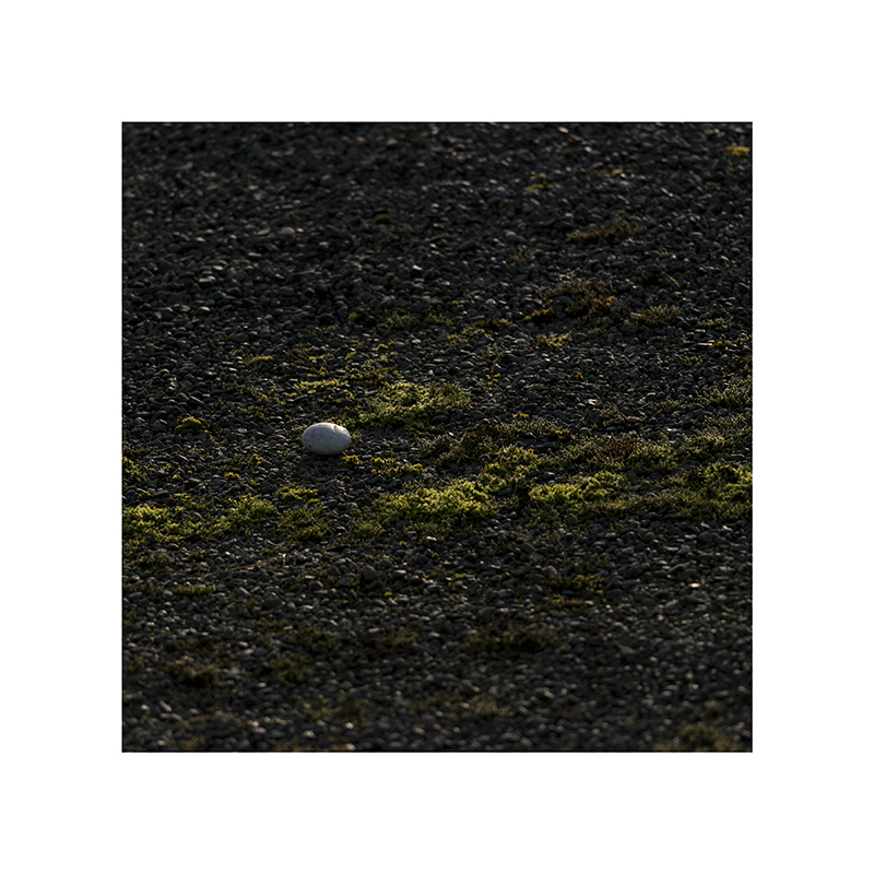 A decorative stone from my planter, now on the roof of an adjacent building, thanks to crows.