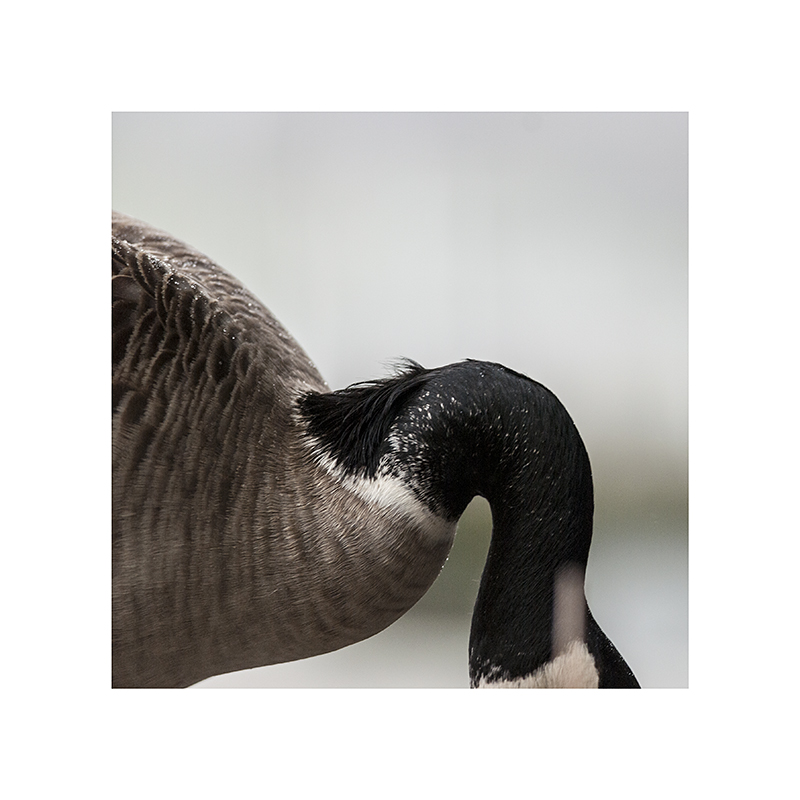 Ever notice that furry little feather-tuft on the back of a goose's neck?  I didn't, till today.  It looks like something a wild boar would have.