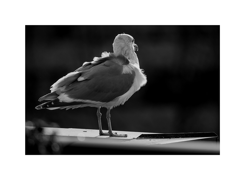 This gull isn't being annoying.  It did squawk loudly for a while, but at the time this picture was taken, it was just lurking on the railing, letting the breeze ruffle its feathers.