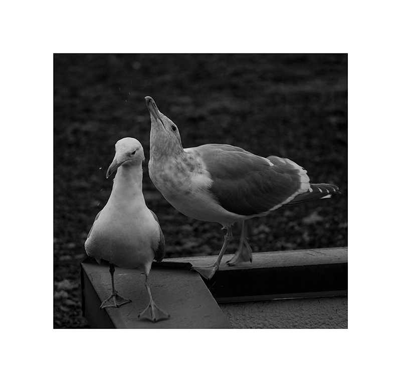 A pair of gulls, walking along the roof-edge.