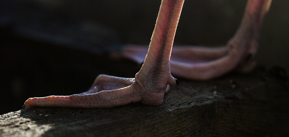 These are the feet of a greedy, greedy gull, raiding my feeder.