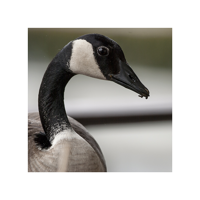 Look closely at this one, and you can see its horrid, deplorable GOOSE TEETH, sticking out a bit on the side.  I was hoping it would open its beak, let me get a shot of them, but it never did.