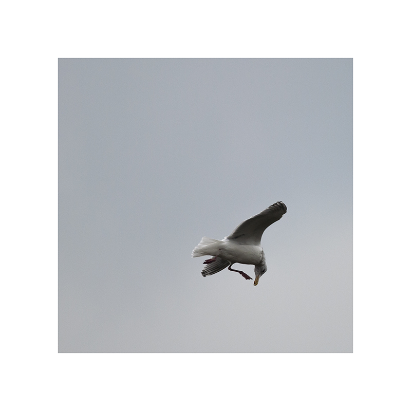 The poor, itchy gull was kicking its trailing foot in a most foolish-looking fashion, almost as though it were swimming through the sky.