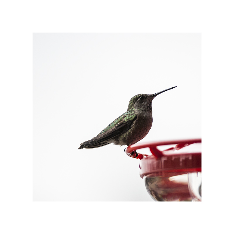 Don't peck me, hummingbird.
