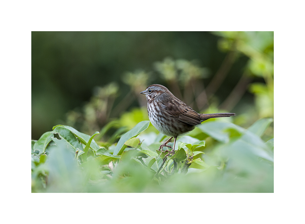 I swear, if I didn't know better, I'd think these little devils WANTED to be photographed.  This one flew into the frame while I was trying to snap a much more interesting bird.  It took that bird's perch, and fluffed itself up in a most photogenic manner.  Also, another song sparrow ran over my feet while I was looking at this one.  Go away, song sparrows!  I've already ticked you off!