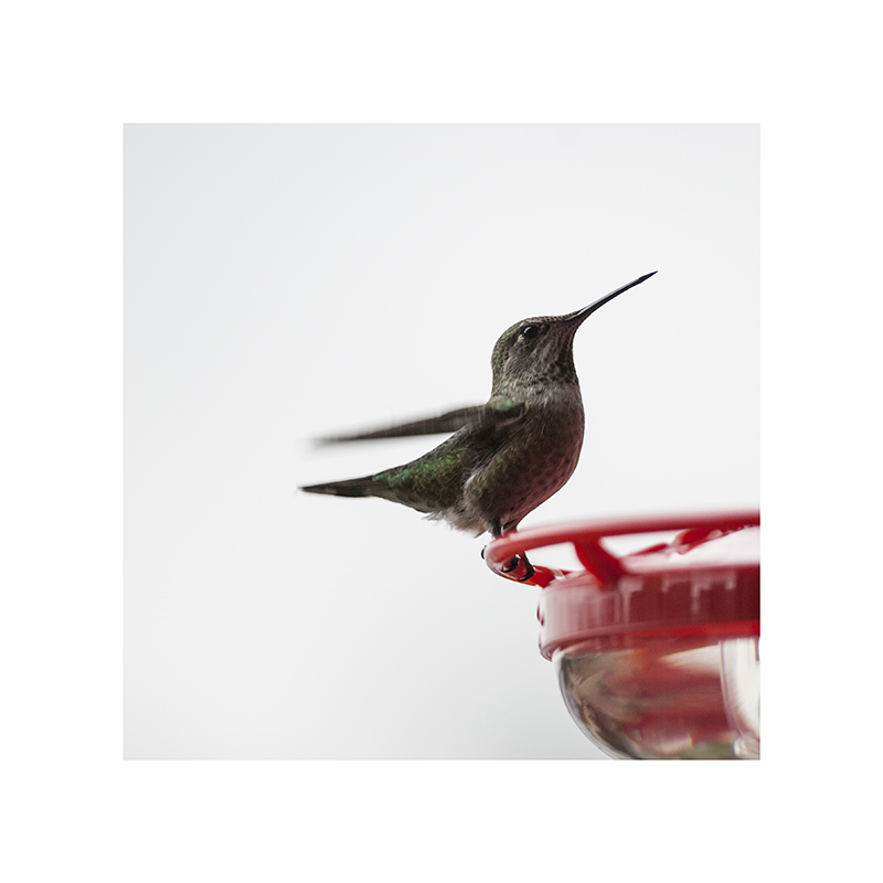 Striking a bit of a victory pose; well done, hummingbird.