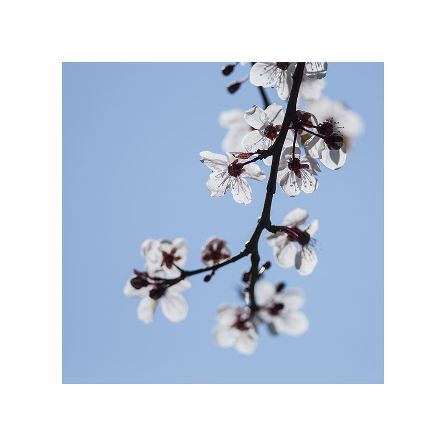 I wanted to get a picture of a chickadee in THIS tree, with all the flowers, but the wee berks kept rocketing off, just when I'd caught them in my sights.  I got a lot of flower shots, though.