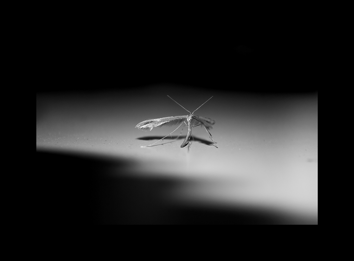 I found a plume moth, lurking about my desk.  I blew at it for a while, hoping it would unfold its wings all the way, but it never did.