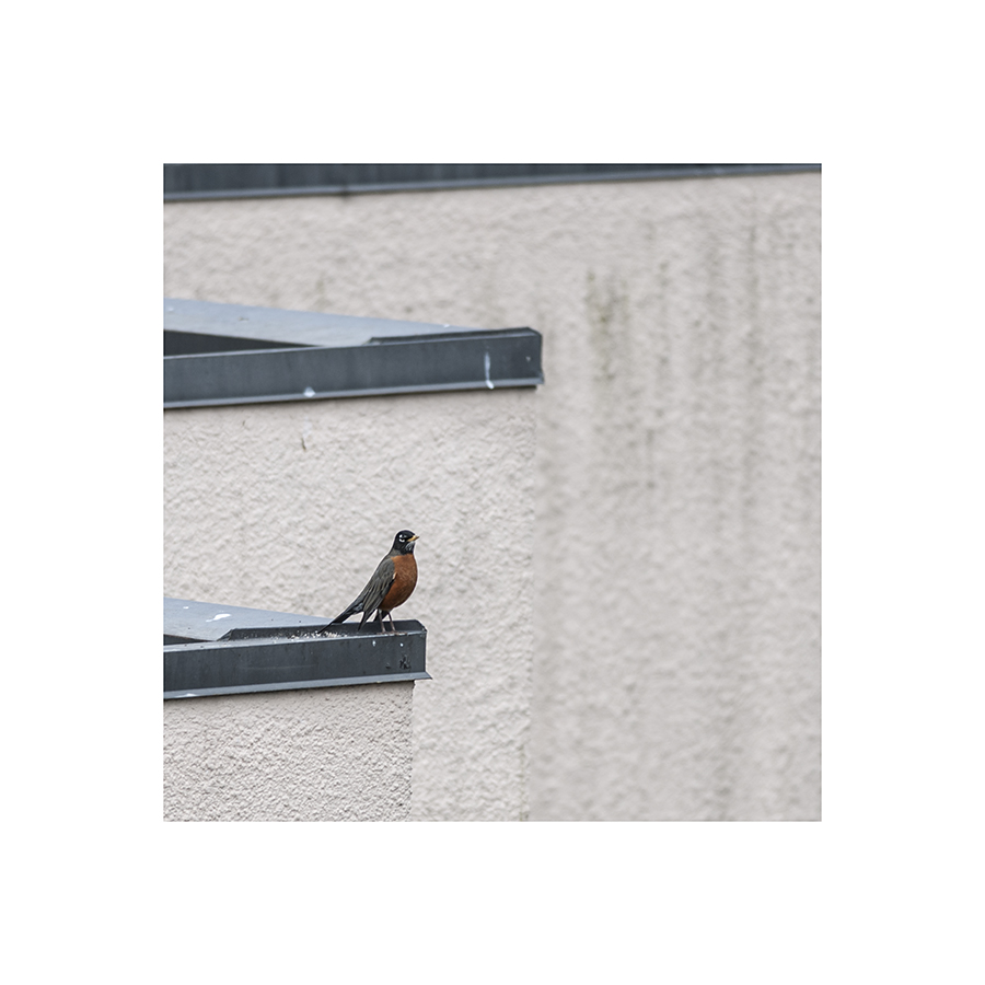 This bird grubbed about in the garden for hours, plucking up dead grasses and flying off with them, then coming back for more.  It must be building a nest.