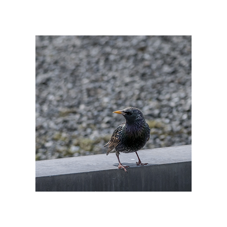 I still haven't been able to get properly close to a starling.  I keep putting peanuts out, hoping they'll see them, and come for a snack, but the gulls snap them up right away.  Who knew gulls liked peanuts?