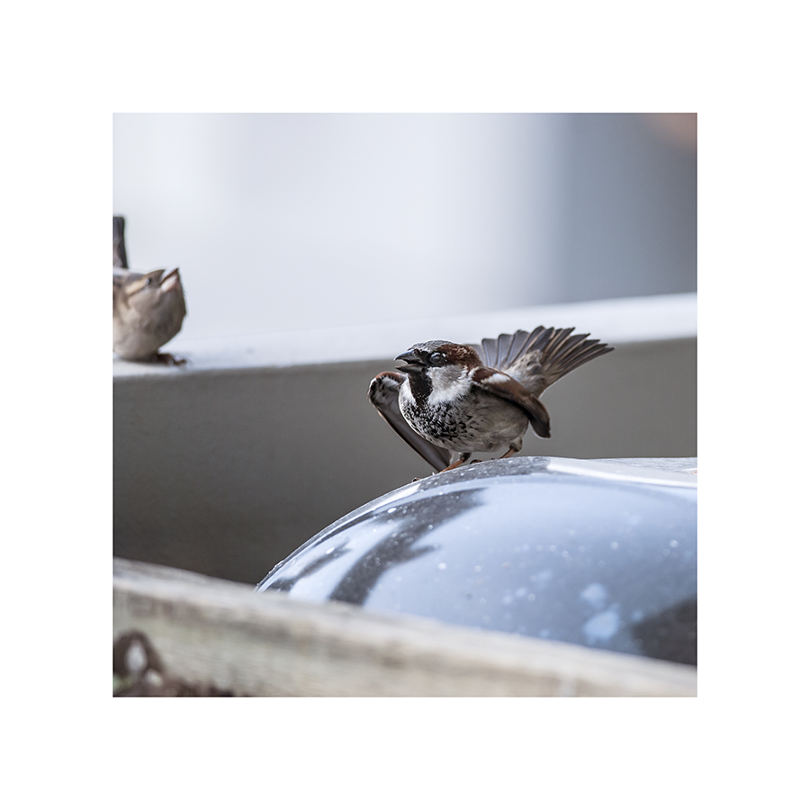 You'd think the angry-looking sparrow puffing himself up on the...eh, thing -- what is that?  Some sort of outdoor cooking device? -- anyway, you'd think he'd be the bully bird.  But he's the bullied bird.