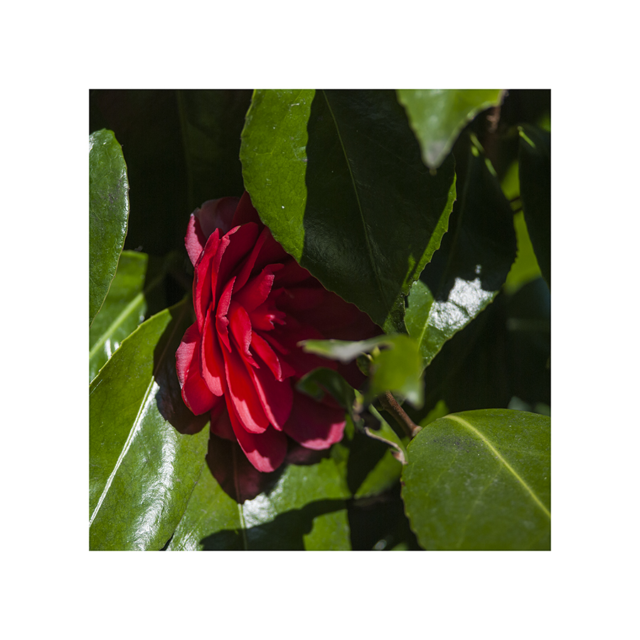 I think this one's a camellia.