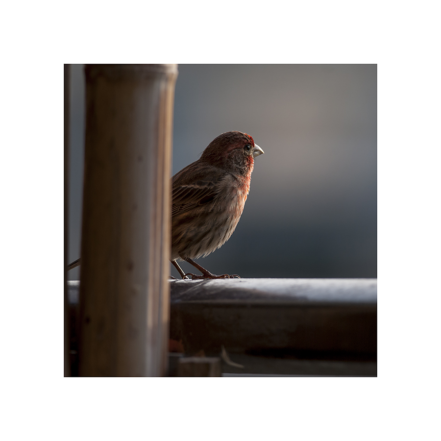 Every time I try to photograph this finch, a crow flies up and frightens it away.  Just after I took this picture, and just before the crow arrived, Mr. Finch opened his beak, and burst into song.  I wish I could've captured that on film, somehow.  It was quite a pleasant song.