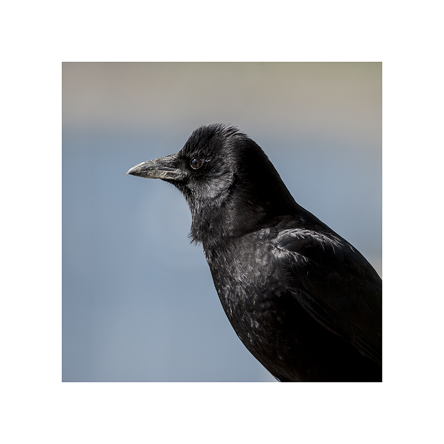 Is this the same crow, after some intensive preening, or a completely different crow?  Though crows can tell one human from the next, all crows look the same, to me.  If it's the same one, ha-ha, it missed a spot.  (Though, how it would clean its own beak is beyond me!  It can't exactly use a sponge.)