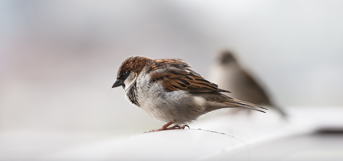 A house sparrow, and another house sparrow (in the background, blurred out).  I was hoping the pictured sparrow would move, so I could snap the other one -- the females, I feel, are much prettier than the males -- but he stood there the whole time, shaking out his feathers.  She flew away, while he preened.