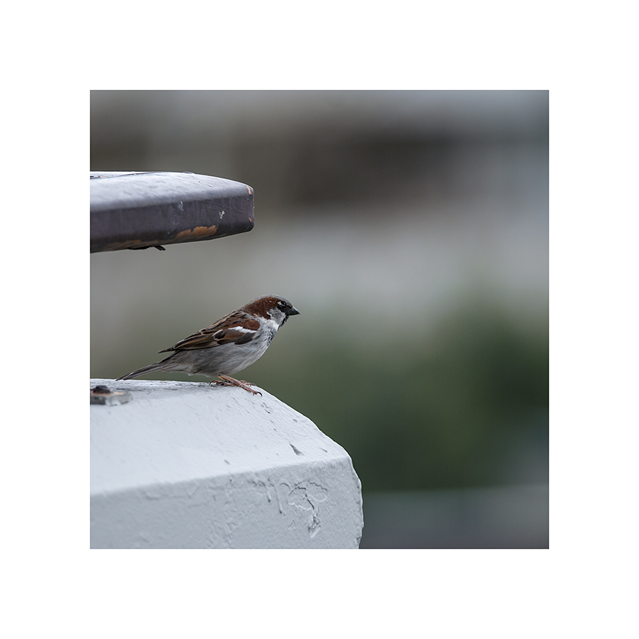 This sparrow has yet to master the art of not being rained upon.
