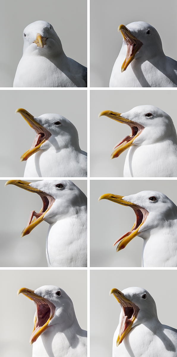 Finally, a use for burst mode:  capturing bird yawns in stop motion!