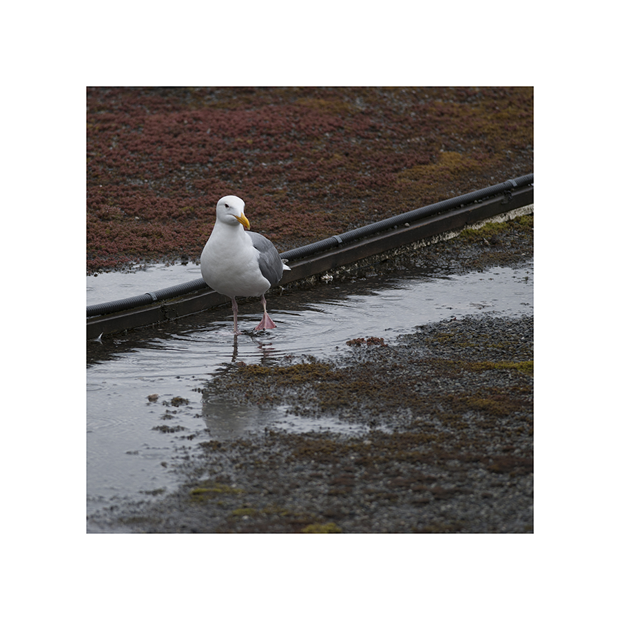 This gull has given up on dry land. The puddles -- they're everywhere! (In fact, he's having a drink. The gulls seem far less perturbed by the rain than the other birds. Probably because they spend so much time in the water.)