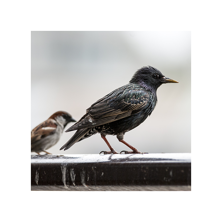 I'm never going to get a good picture of this starling.  Yesterday, it stood so I couldn't see its feet.  Today, it showed up with a big splotch of bird lime on its wing.  I must say, I'd expected starlings to be a lot more photogenic.