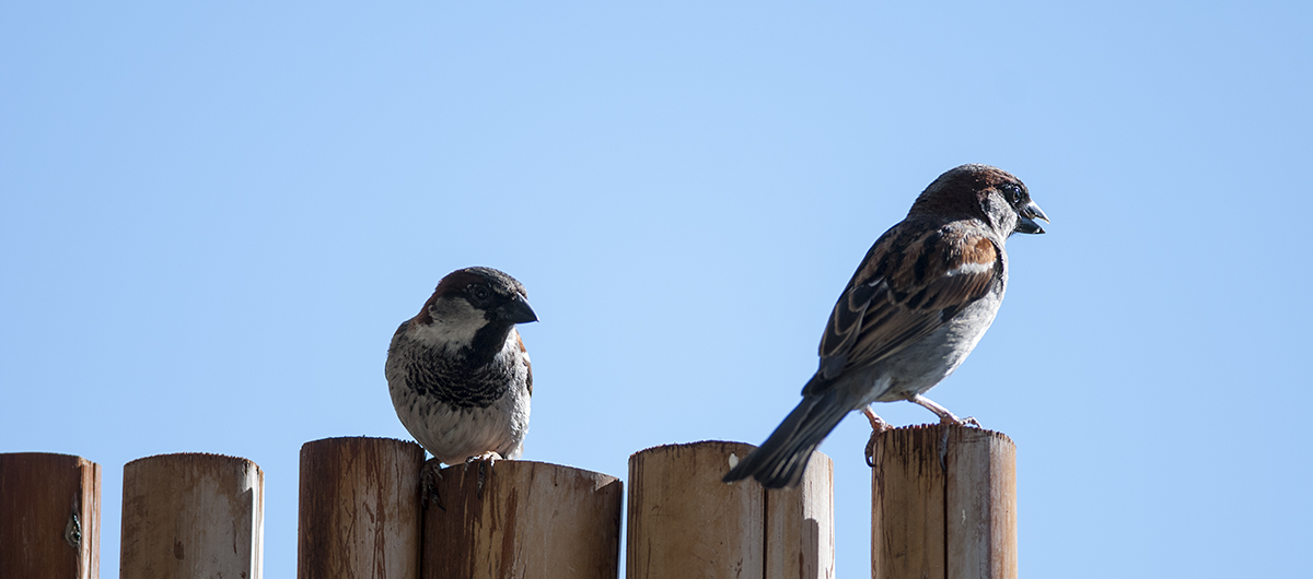 And these are sparrows.