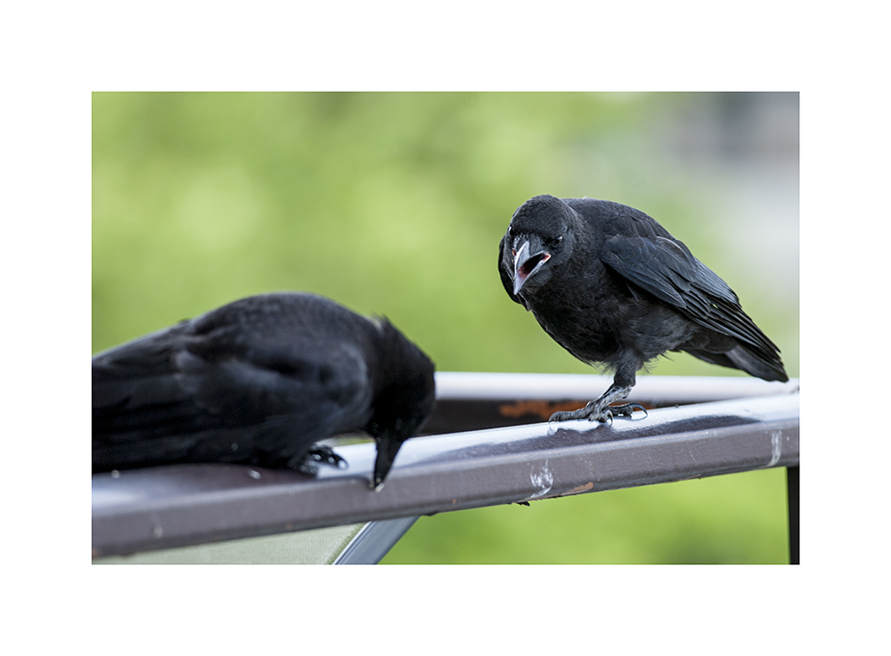 The adult crow looks terribly browbeaten, here.  (In fact, he is cleaning his beak.)
