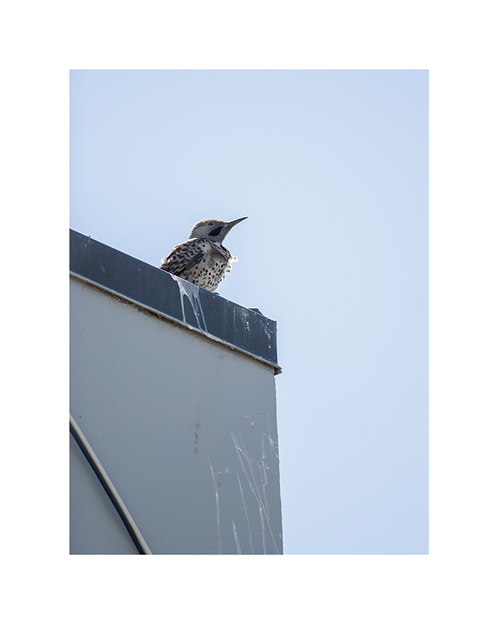 He sits on the roof, with the wind ruffling his feathers, and an alert look in his eye.