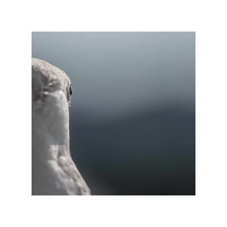 I love taking pictures of gulls' heads from this angle.  They look like feathery Cthulhoids.