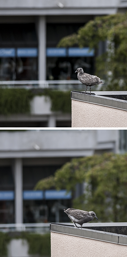 Yesterday, for the first time, the larger of the minigulls got on the railing, and surveyed his domain.  But he seemed to know he'd plummet like a stone, should he try to ride the breeze.  He looked around for a few minutes, and hopped back down.